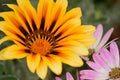 Macro details of Yellow and brown Rudbeckia or Black-eyed-Susan flower Royalty Free Stock Photo