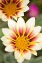 Macro details of Yellow and brown Rudbeckia or Black-eyed-Susan flower Royalty Free Stock Photo