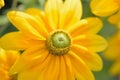 Macro details of yellow Margarete Daisy flowers