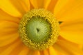 Macro details of yellow Margarete Daisy flowers