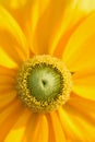 Macro details of yellow Margarete Daisy flowers