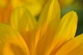 Macro details of yellow Margarete Daisy flowers