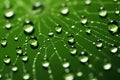 Macro dew drops on spider web with green background Royalty Free Stock Photo