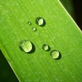 Macro of dew on green leaf