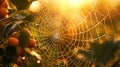 Macro of dew on spider web with stunning sunlight refractions in high res photography Royalty Free Stock Photo