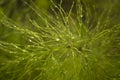 macro dewdrops rain grass horsetail field forest wildlife