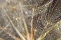 Macro of dews on dandelion