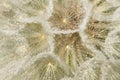 Macro of wild white dandelion with dews