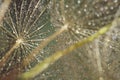 Macro of dews on dandelion