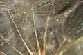 Macro of dews on dandelion