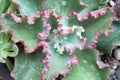 Ruffly Macro of Succulent, `Dick`s Pink`