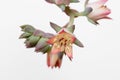 Macro of Tiny Delicate Dick`s Pink Succulent Flower on White