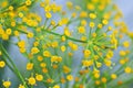 Macro of dill flower anther with a soft focus background Royalty Free Stock Photo