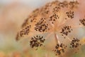 Macro of dill flower Royalty Free Stock Photo