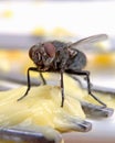 Dirty House Fly Spreading germs