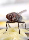 House Fly Spreading germs and disease