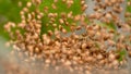 MACRO, DOF: Blurry blender is turned on and send hemp seeds flying in the air.