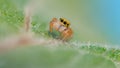 MACRO: Detailed shot of an adorable tiny jumping spider crawling along a leaf.