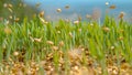 MACRO, DOF: Farmer sows grass in their fertile backyard in the spring sunshine Royalty Free Stock Photo