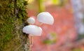 MACRO, DOF: Poisonous shiny white mushrooms grow out of the mossy tree trunk. Royalty Free Stock Photo