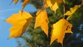 MACRO, DOF: Stunning yellow turning leaves illuminated by the fall sunbeams. Royalty Free Stock Photo