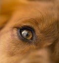 Macro dog eye Royalty Free Stock Photo