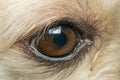 Macro of dog eye Royalty Free Stock Photo