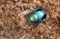 The dor beetle Trypocopris vernalis Royalty Free Stock Photo