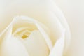 Close -up of double white Camellia Royalty Free Stock Photo