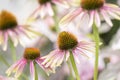 Macro of Double Decker Cone Flower Echinacea Royalty Free Stock Photo