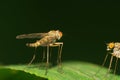 Macro of a double-winged Caucasian insect Mosquito mosquito sitting on a green leaf in the grass of the Caucasus foothills Royalty Free Stock Photo