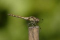 Macro dragonfly