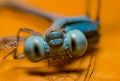 Macro dragonfly Royalty Free Stock Photo
