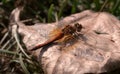 Macro dragonfly on dry leaf