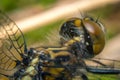 Macro Dragonfly Eyes