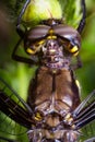 Macro Dragonfly Eyes Royalty Free Stock Photo