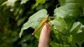 Macro of dragonfly flying from the female finger on a green tree leaf. Harmony between humans and nature Royalty Free Stock Photo