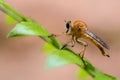 Macro dragonfly larvae on green leaves have an orange background