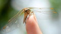 Macro of dragonfly with transparent wings and big eyes sitting on female finger. Royalty Free Stock Photo