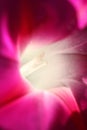 Macro of Dreamlike wild pink morning flower Royalty Free Stock Photo