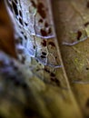 Macro dried leaf texture