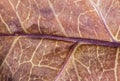 Macro dried leaf