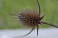 Macro dried thistle