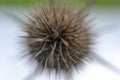 Macro dried thistle