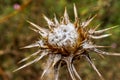 Macro of a dried up thorny flower