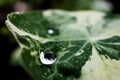Macro drop of dew on a leaf of a nasturtium plant