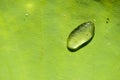 Macro drop of water on leaf Royalty Free Stock Photo