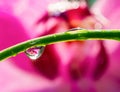 Macro of droplets with sparkle and reflection of pink flower