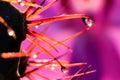 Macro of droplets with sparkle and reflection of pink flower