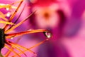 Macro of droplets with sparkle and reflection of pink flower